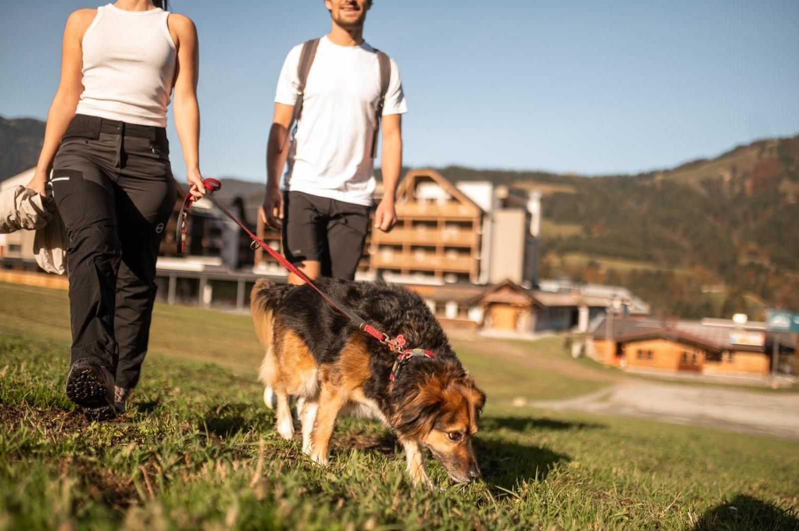 Adea Hund Sommer