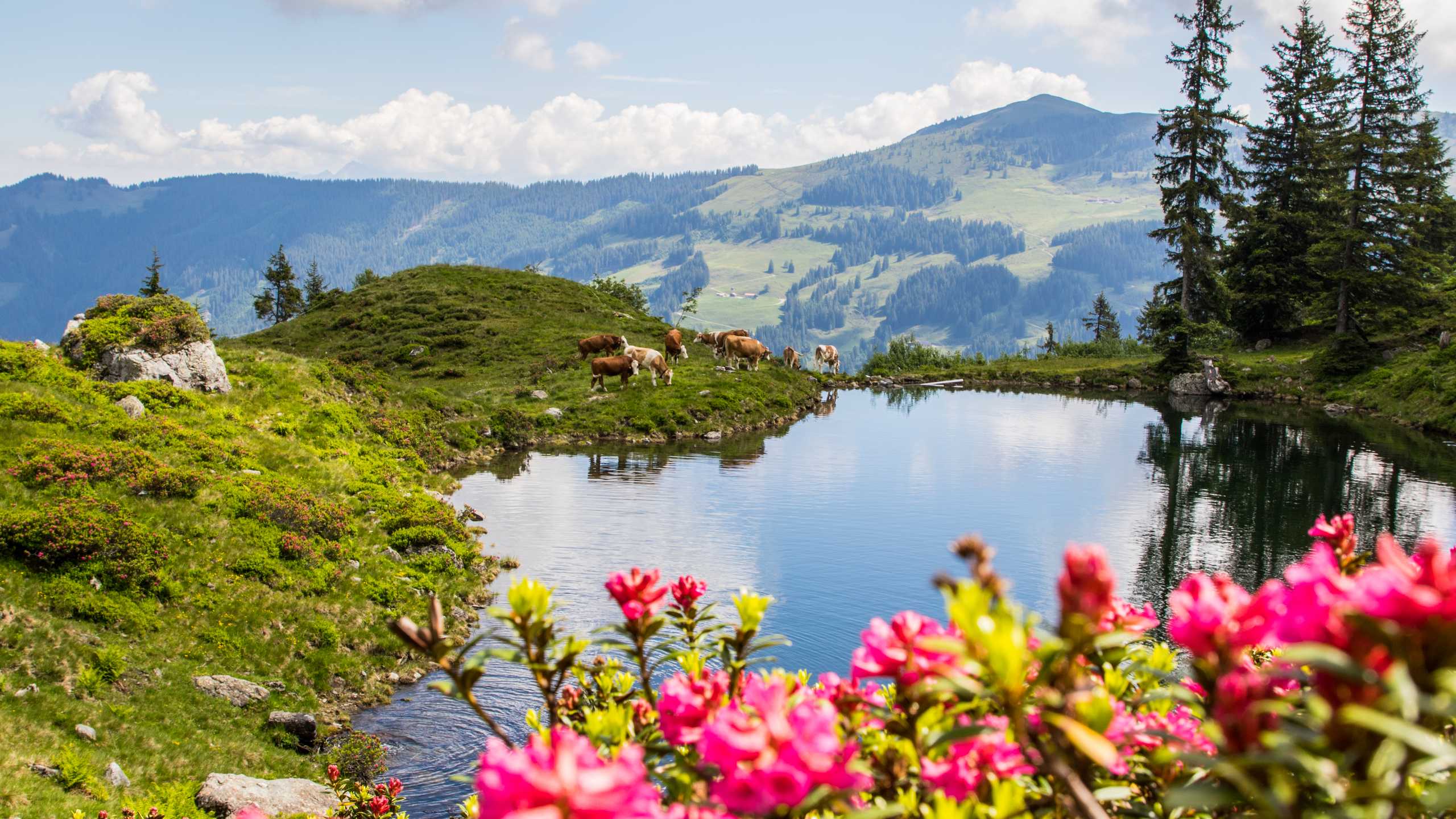 Wildschoenau Niederau Baumgartenalm