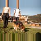 Adea Hund Sommer